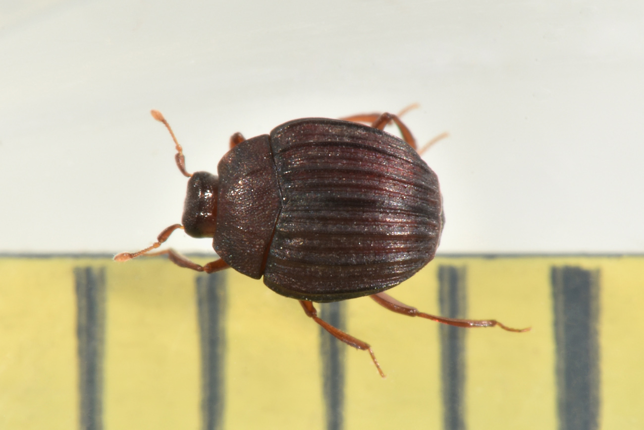 Histeridae: Onthophilus affinis